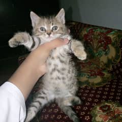 Persian grey kitten for adoption