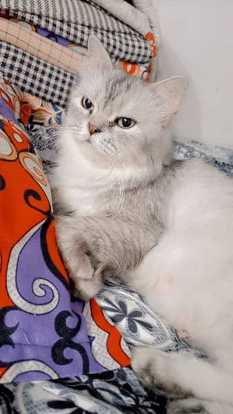 punch face long coat breeder cat for sale 1