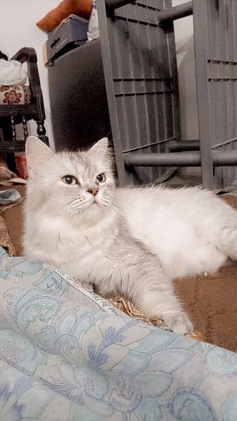 punch face long coat breeder cat for sale 2