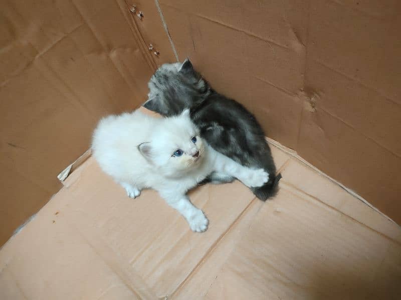 Persian Kittens Available For Sale 0