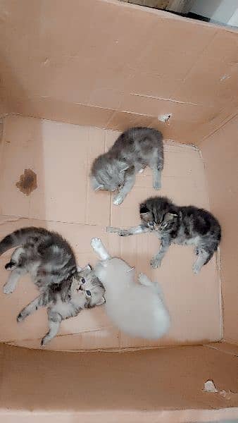 Persian Kittens Available For Sale 1