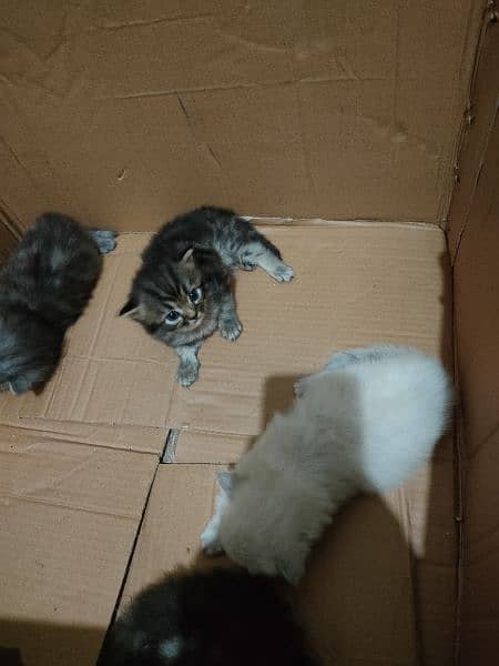 Persian Kittens Available For Sale 2