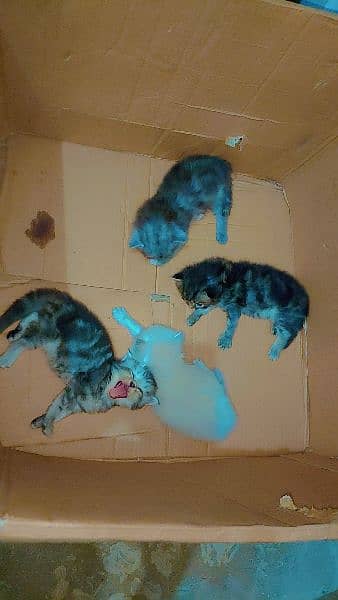 Persian Kittens Available For Sale 3