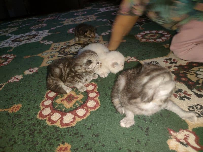 Persian Kittens Available For Sale 4