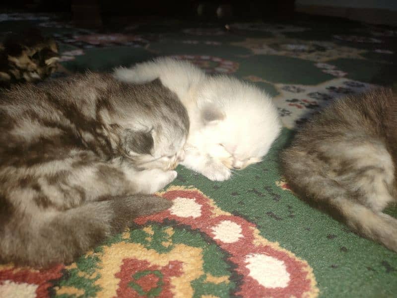 Persian Kittens Available For Sale 5