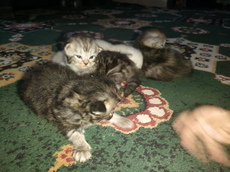 Persian Kittens Available For Sale 6