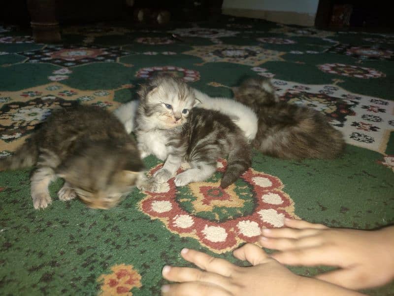 Persian Kittens Available For Sale 7