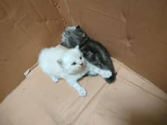 Persian Kittens Available For Sale