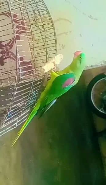 Parrot 2