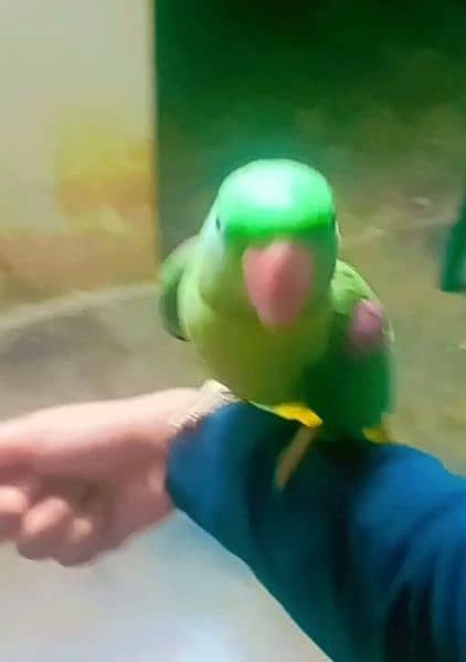 Parrot 4