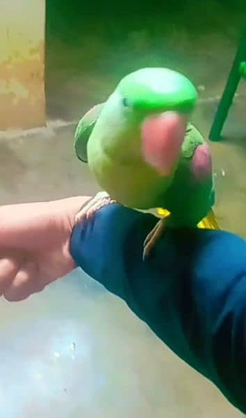 Parrot 5