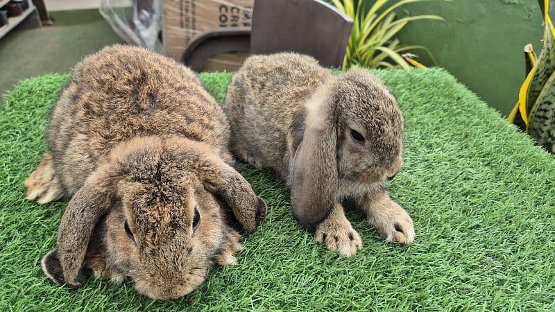 Imported Bunnies lop  Rabbit/ rabbit for sale / jerman loop rabbits 1