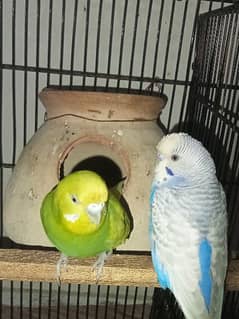 Bugdries/Australian parrot breeder pair 0