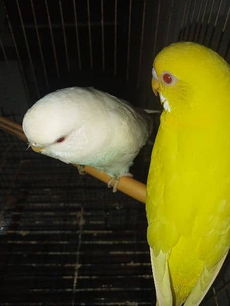 Bugdries/Australian parrot breeder pair 1