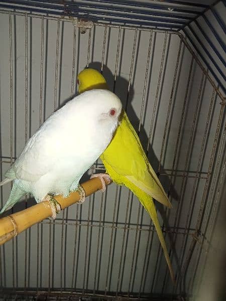 Bugdries/Australian parrot breeder pair 2