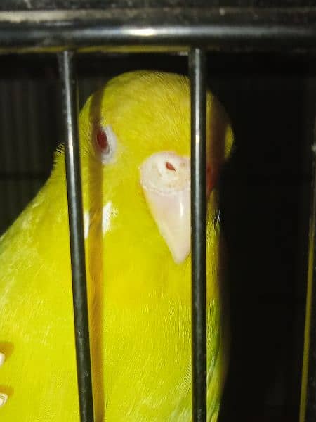 Bugdries/Australian parrot breeder pair 3