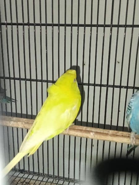 Bugdries/Australian parrot breeder pair 4