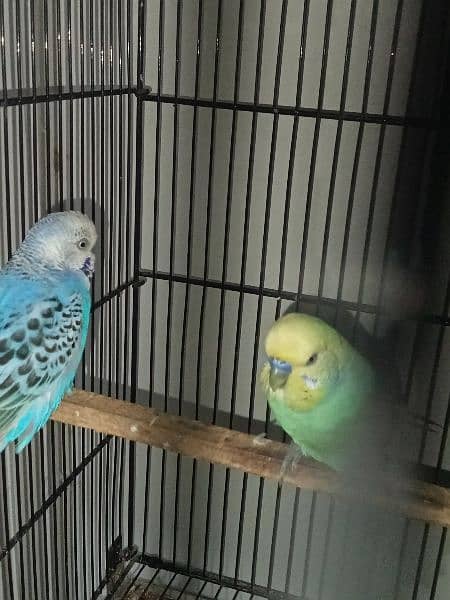 Bugdries/Australian parrot breeder pair 5