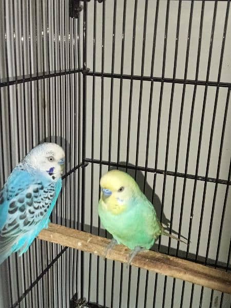 Bugdries/Australian parrot breeder pair 6