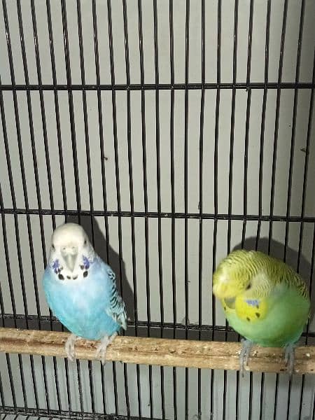 Bugdries/Australian parrot breeder pair 7