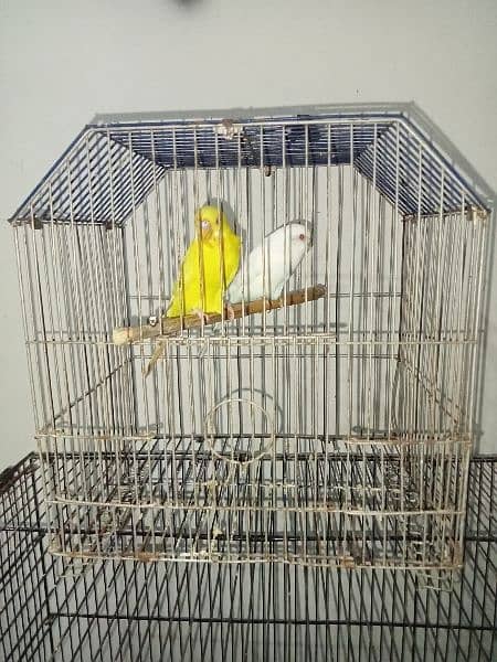 Bugdries/Australian parrot breeder pair 8