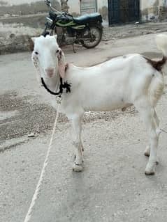 bakra gulabi corss male