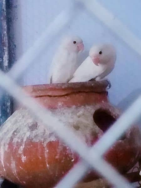 Albino black eye breeder pair cargo possible 03161510578 1