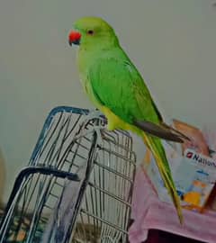 Handtamed Active Parrot