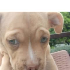 strong pitbull puppies one male 2 female