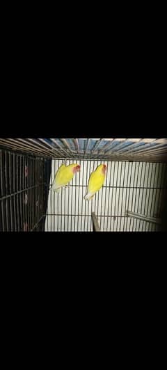 Lotino Breeder Pair Available