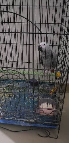 grey parrot with cage talking urdu