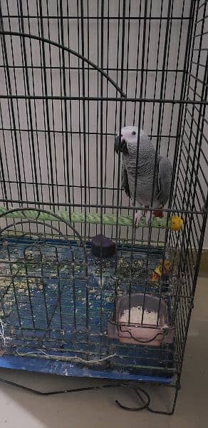 grey parrot with cage talking urdu 0