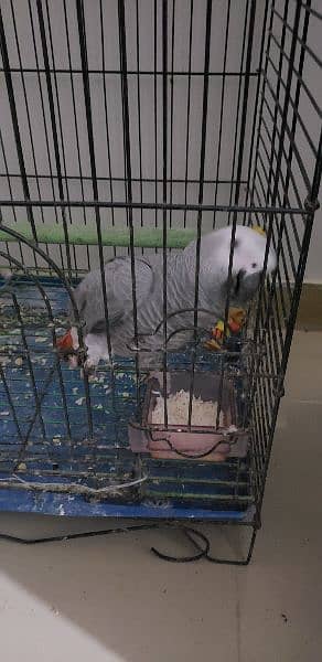 grey parrot with cage talking urdu 1