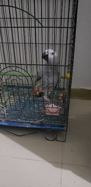 grey parrot with cage talking urdu 2