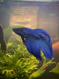 blue Betta