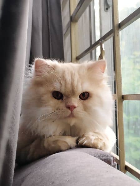 Male triple coated persian Cat For Sale in lahore 0