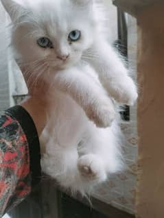 Persian kitten