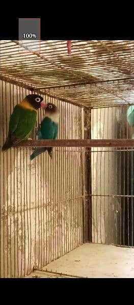 lovebirds 2