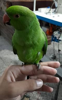 Ringneck parrot 7 months age