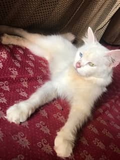 Persian cat for sale