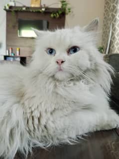 Female Persian cat triple coated with blue eyes