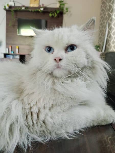 Female Persian cat triple coated with blue eyes 0