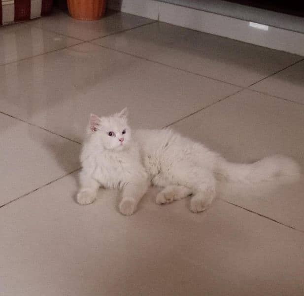 Female Persian cat triple coated with blue eyes 1