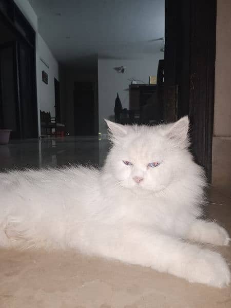 Female Persian cat triple coated with blue eyes 2