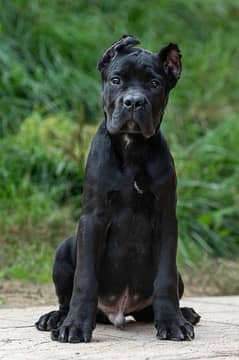 Pedigreed Cane Corso For Import