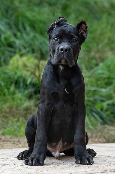 Pedigreed Cane Corso puppies 0