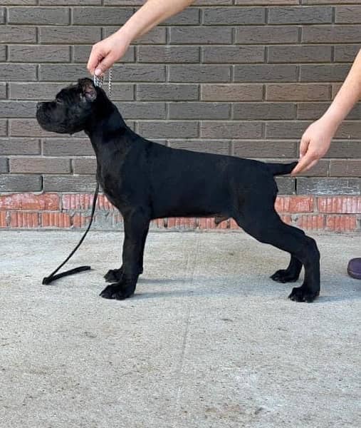 Pedigreed Cane Corso puppies 1