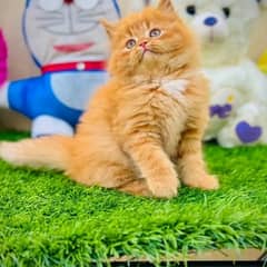 pure Persian breed triple coat pair for salecontact whatsap03228726747