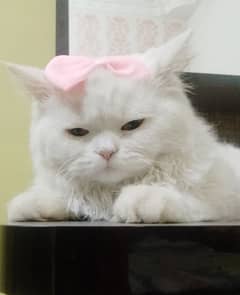 Persian Cat