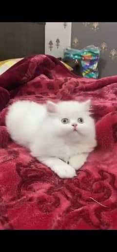 Persian Kitten|Triple coated|White Cute Kitten|Female Kitten